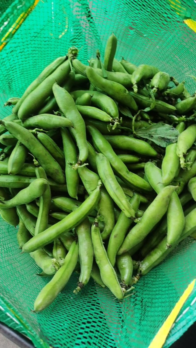 江苏产区新鲜蚕豆大量上市米粒3-5粒，产地供应