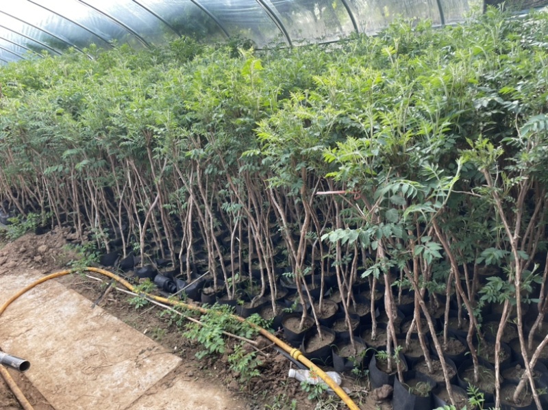 只卖正宗美国凌霄凌霄苗不与假货拼价格基地直销提供发票