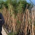 只卖正宗美国凌霄凌霄苗不与假货拼价格基地直销提供发票