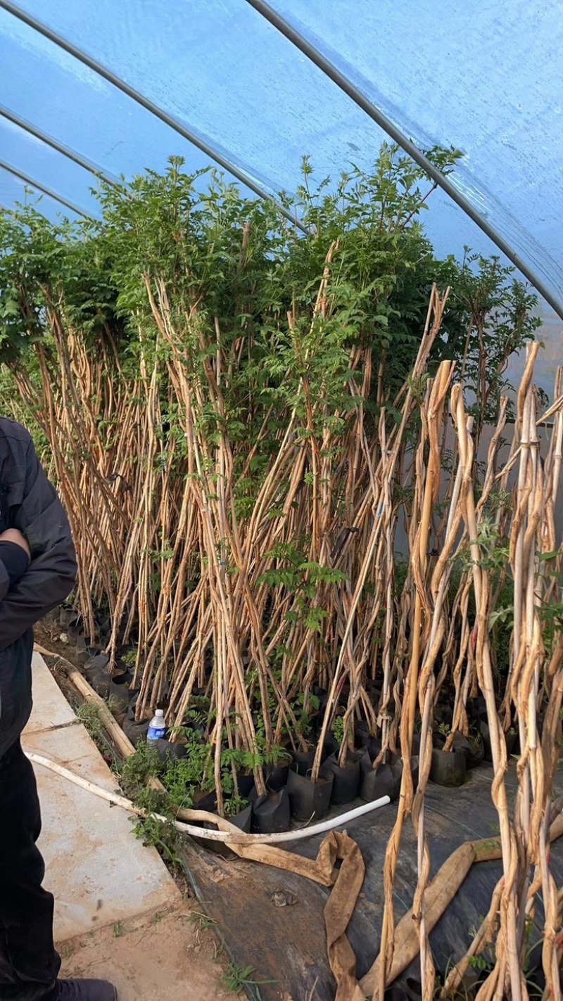 只卖正宗美国凌霄凌霄苗不与假货拼价格基地直销提供发票
