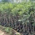 只卖正宗美国凌霄凌霄苗不与假货拼价格基地直销提供发票