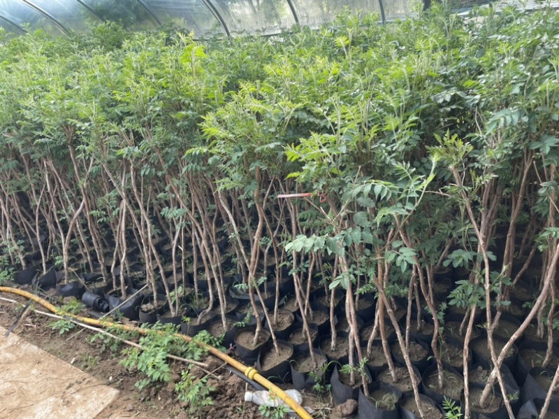 只卖正宗美国凌霄凌霄苗不与假货拼价格基地直销提供发票