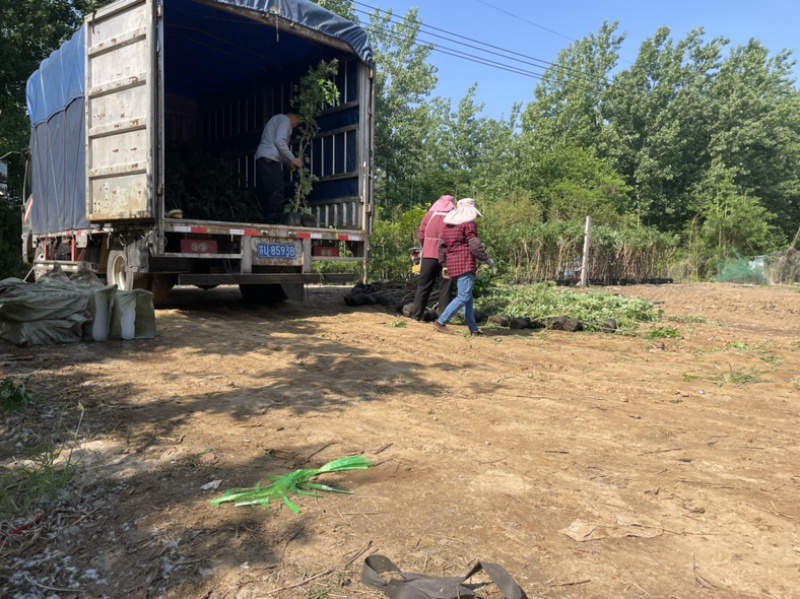 只卖正宗美国凌霄凌霄苗不与假货拼价格基地直销提供发票