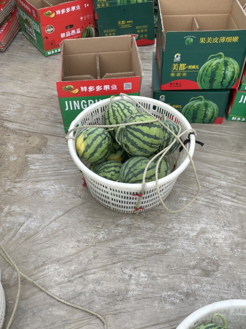 西瓜/8424西瓜江苏8424西瓜/美都西瓜/