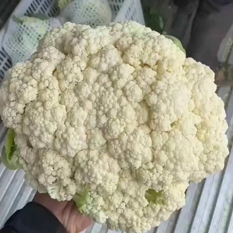 有机花菜，精品有机花菜，对接商超青梗白面，代发各大市场