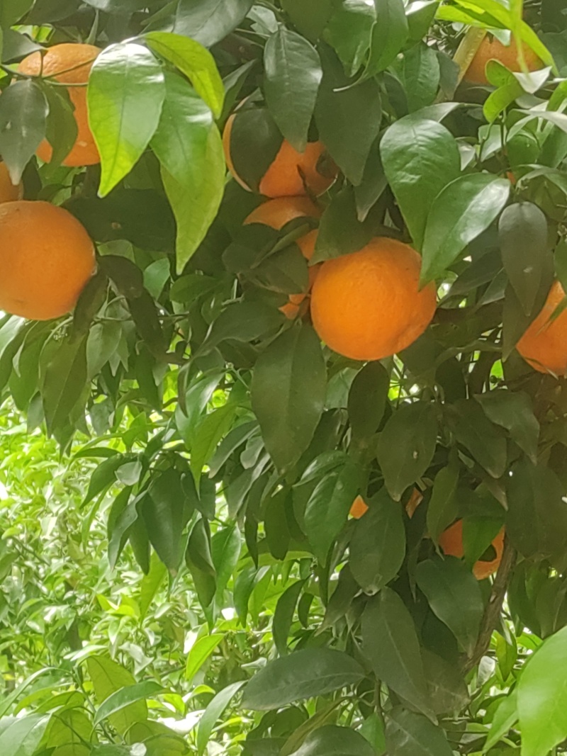 沃柑