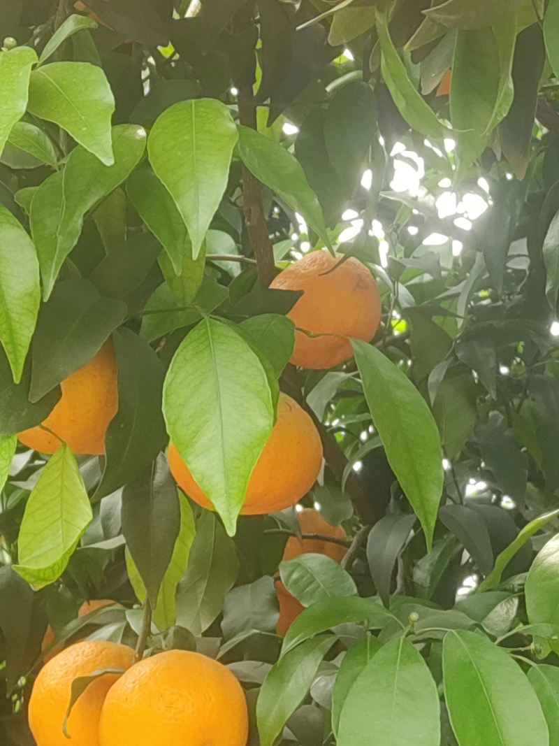 沃柑