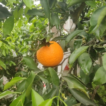 青见