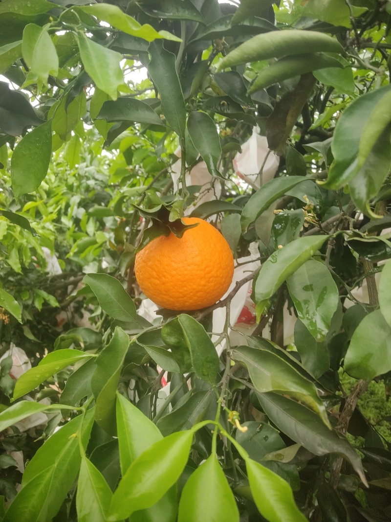 青见