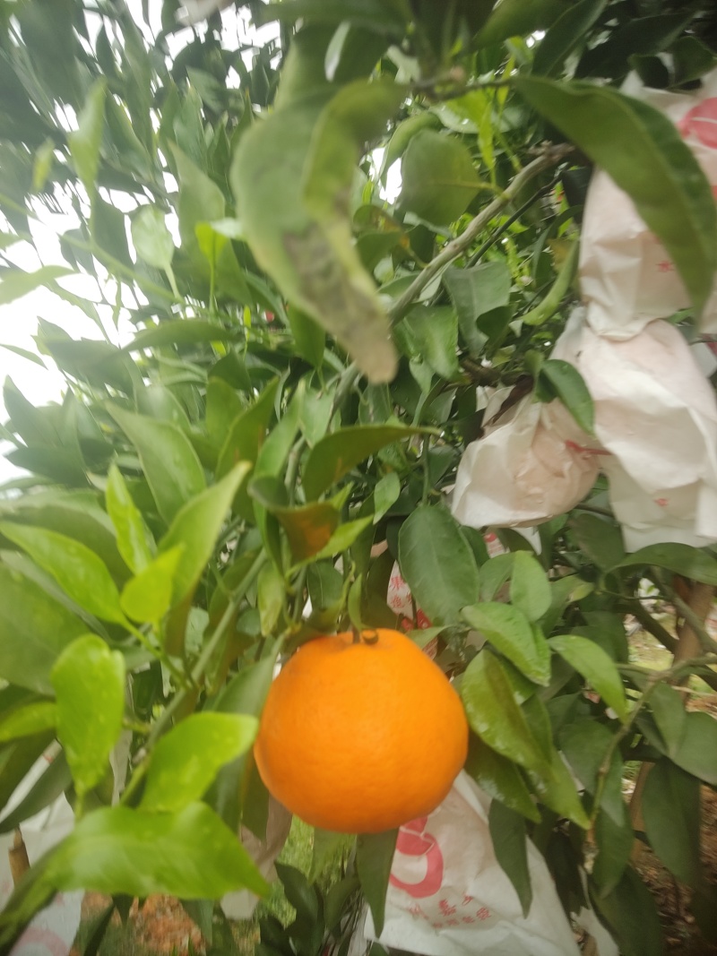 青见