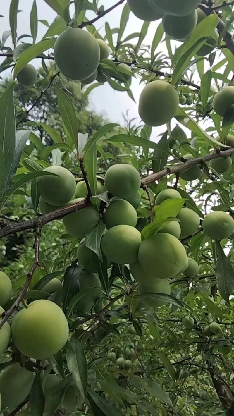 四川青脆里，五月红，半边红，大量有货，一手货源