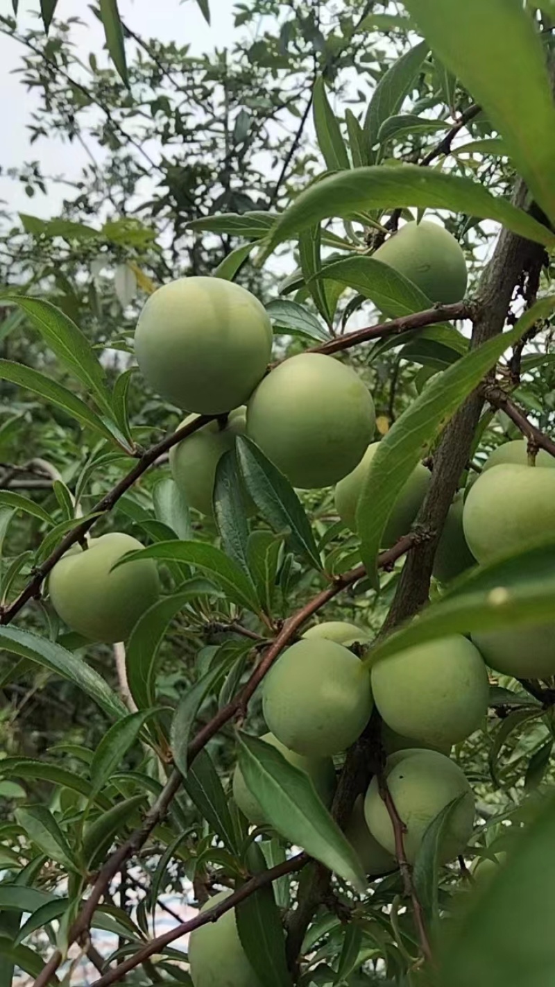 四川青脆里，五月红，半边红，大量有货，一手货源