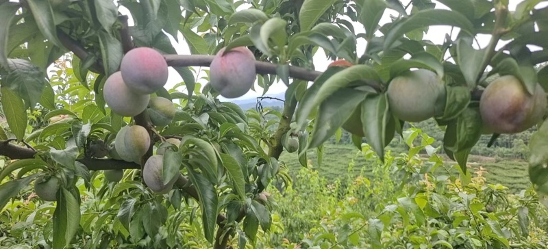 四川青脆里，五月红，半边红，大量有货，一手货源