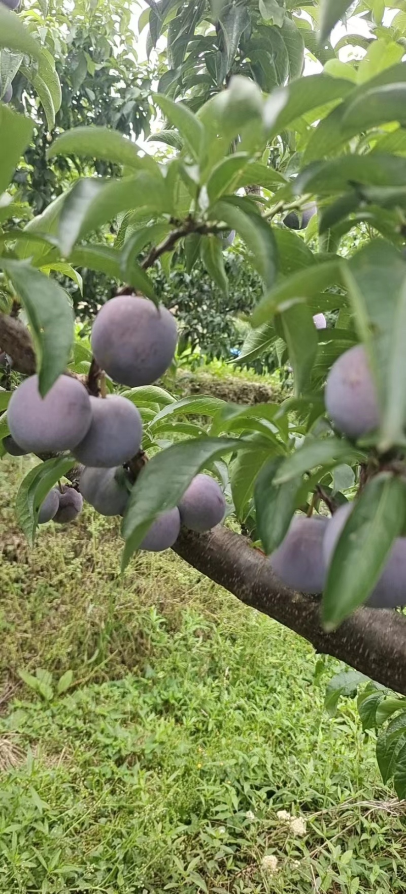 四川青脆里，五月红，半边红，大量有货，一手货源