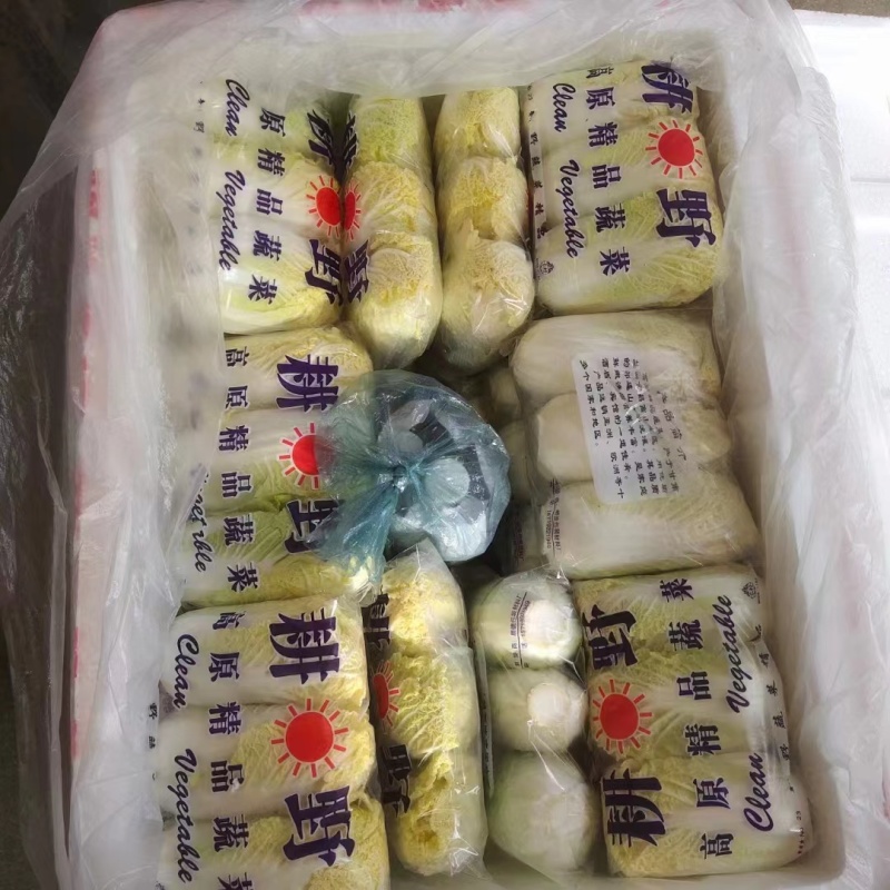 小娃娃菜-兰州高原夏菜精品小娃娃菜产地直销，货源充足，全