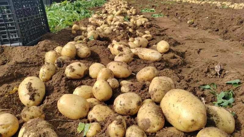 绥中县实验一号土豆黄心黄皮土豆大量上市供应全国市场