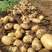 绥中县冷棚实验一号土豆黄心黄皮土豆大量上市供应全国市场