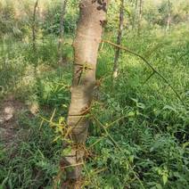 咸阳市永寿县皂角树（高3米，直径10厘米）