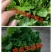 夏多丰意大利生菜种子，耐热耐抽薹，叶色亮绿，爽脆味香