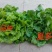 夏多丰意大利生菜种子，耐热耐抽薹，叶色亮绿，爽脆味香