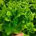 夏多丰意大利生菜种子，耐热耐抽薹，叶色亮绿，爽脆味香