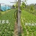 夏多丰意大利生菜种子，耐热耐抽薹，叶色亮绿，爽脆味香