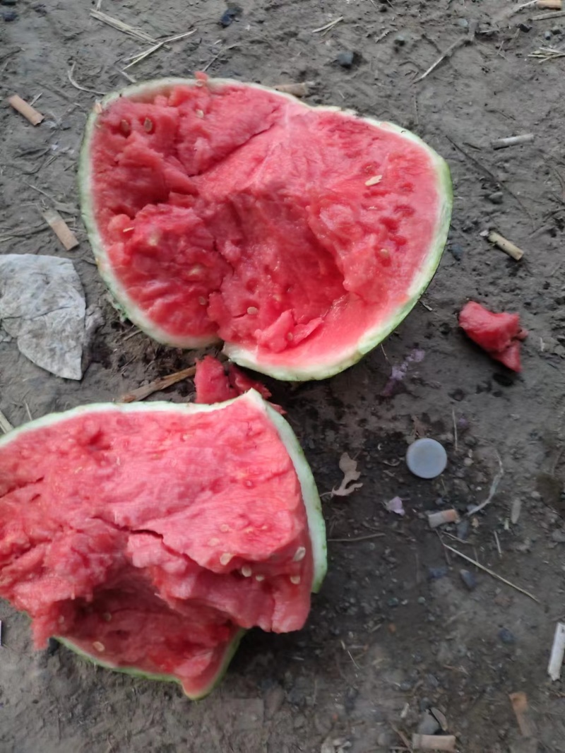 西瓜美都西瓜麒麟8424，产地直发品质好口感甜欢迎来