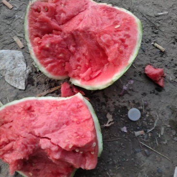 西瓜美都西瓜麒麟8424,产地直发品质好口感甜欢迎来