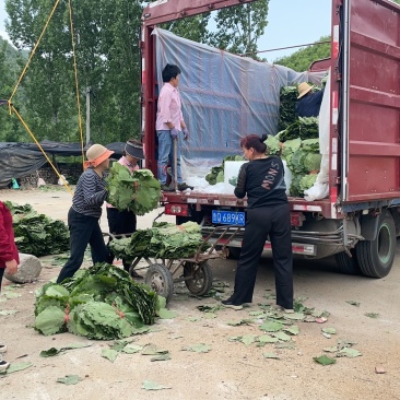 新鲜粽叶，包裹美味，传统手工制作，健康安全，让端午更有味道。