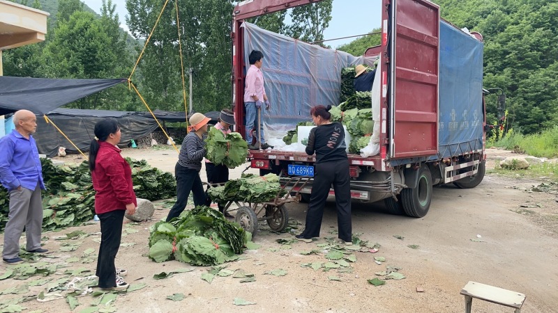 新鲜粽叶，包裹美味，传统手工制作，健康安全，让端午更有味道。