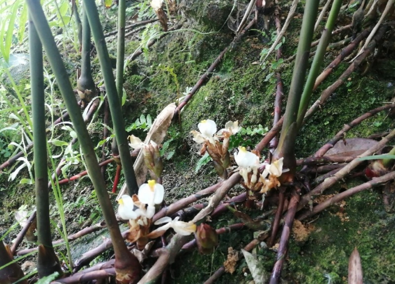 广西蒙山砂仁苗产地一手货源免费技术指导欢迎联系