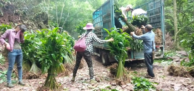 广西蒙山砂仁苗产地一手货源免费技术指导欢迎联系