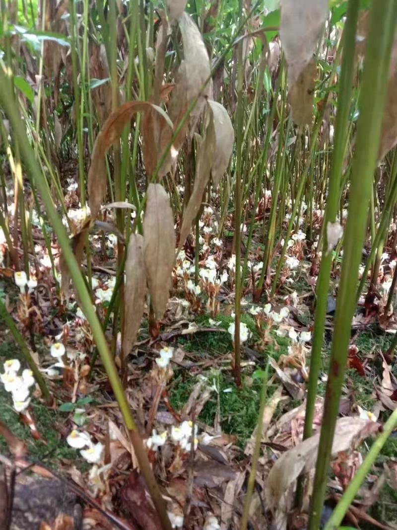 广西蒙山砂仁苗产地一手货源免费技术指导欢迎联系