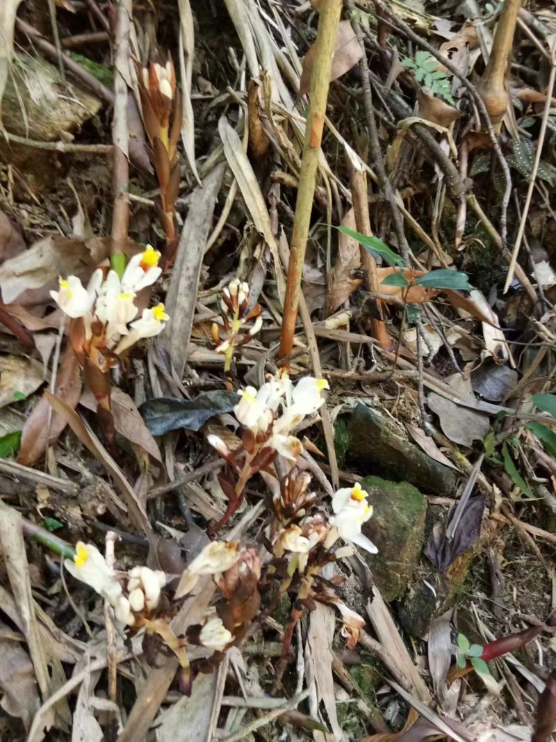 广西蒙山砂仁苗产地一手货源免费技术指导欢迎联系