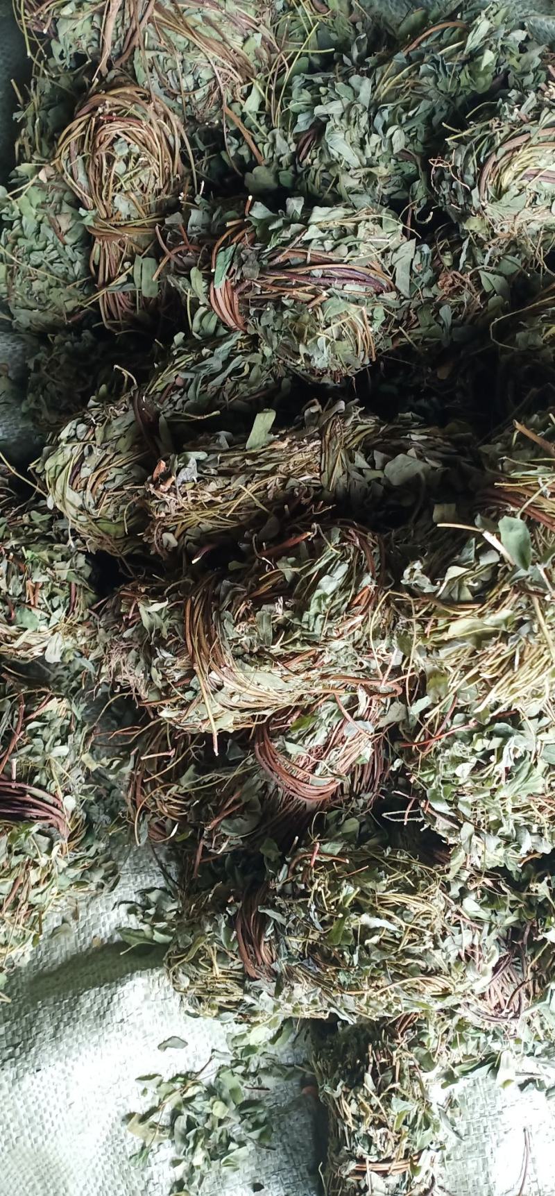 有叶鸡骨草货源充足大量上市品质好价格低保质保量