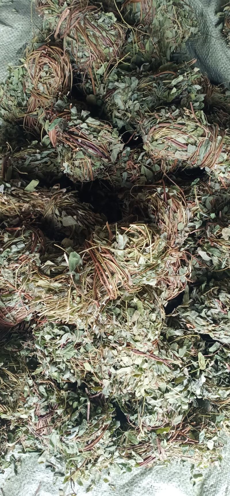 有叶鸡骨草货源充足大量上市品质好价格低保质保量
