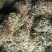 有叶鸡骨草货源充足大量上市品质好价格低保质保量