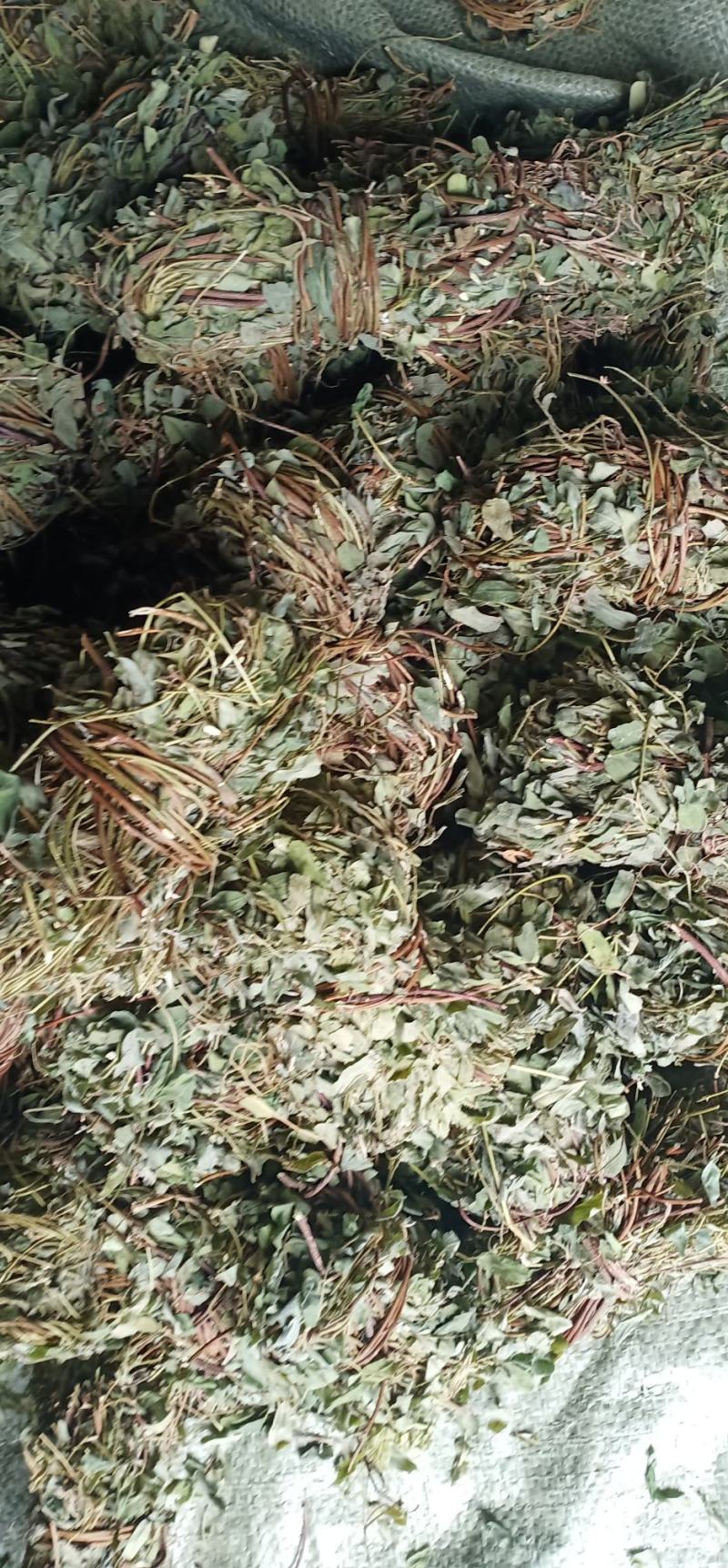 有叶鸡骨草货源充足大量上市品质好价格低保质保量