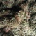 有叶鸡骨草货源充足大量上市品质好价格低保质保量