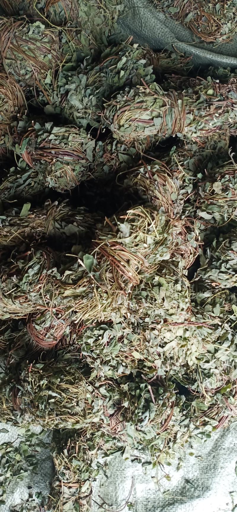 有叶鸡骨草货源充足大量上市品质好价格低保质保量