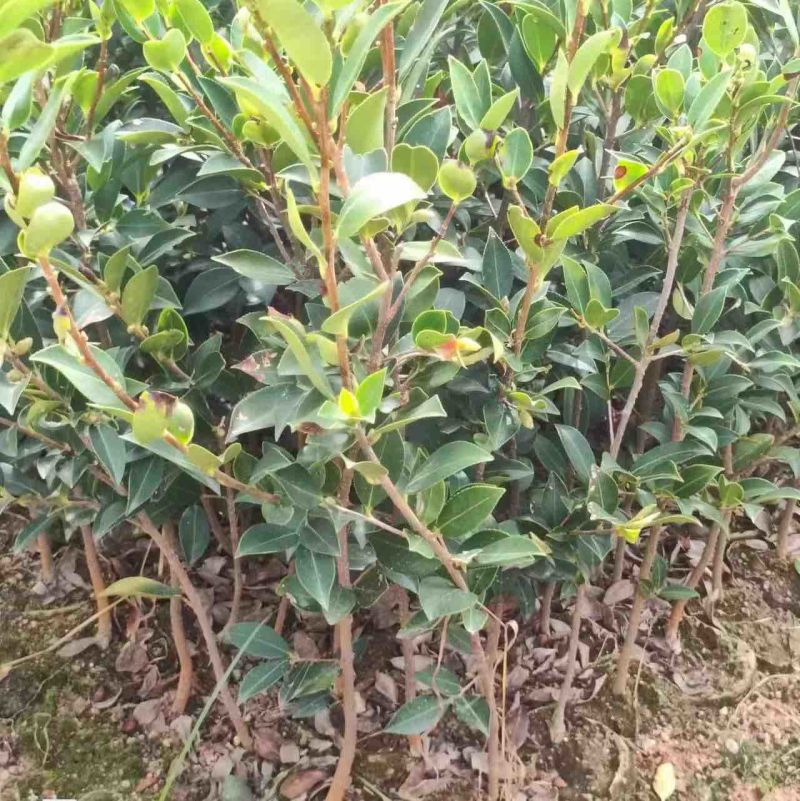 湖南湘林长林油茶苗，货量充足，品质保证，可视频看货