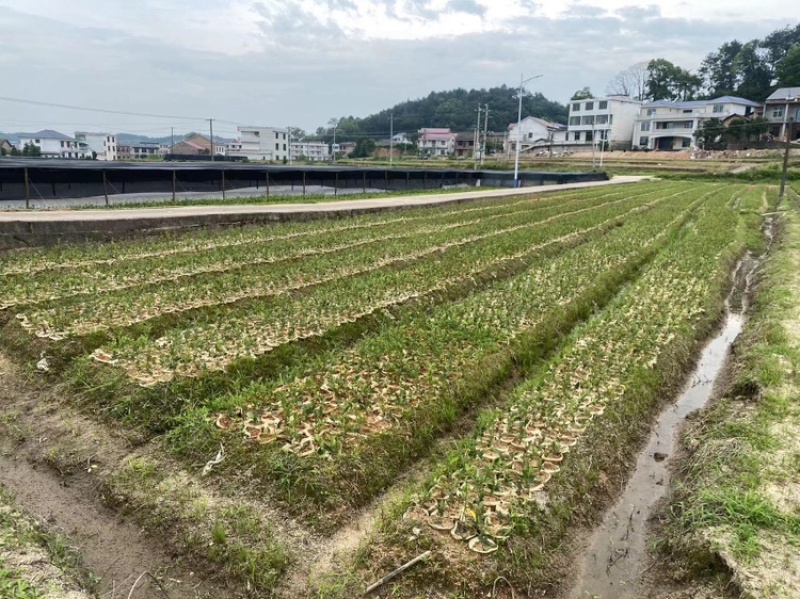 湖南湘林长林油茶苗，货量充足，品质保证，可视频看货
