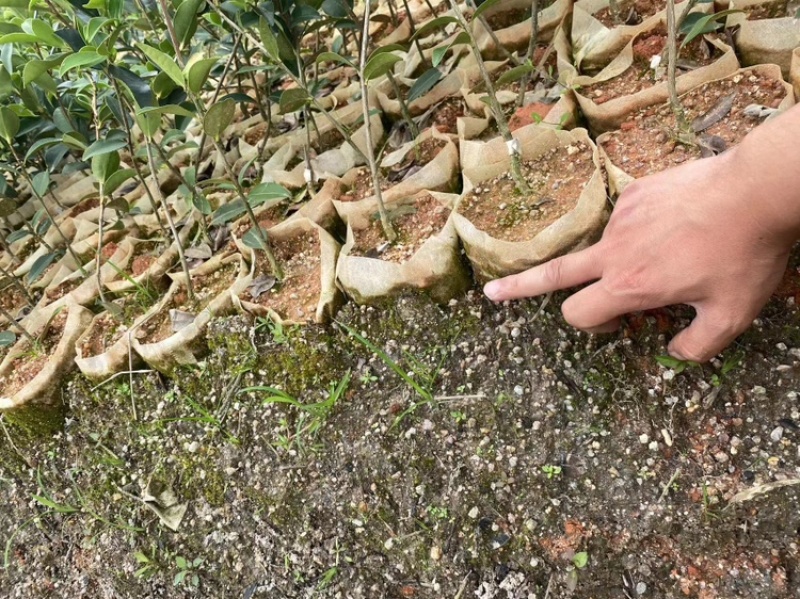 湖南湘林长林油茶苗，货量充足，品质保证，可视频看货