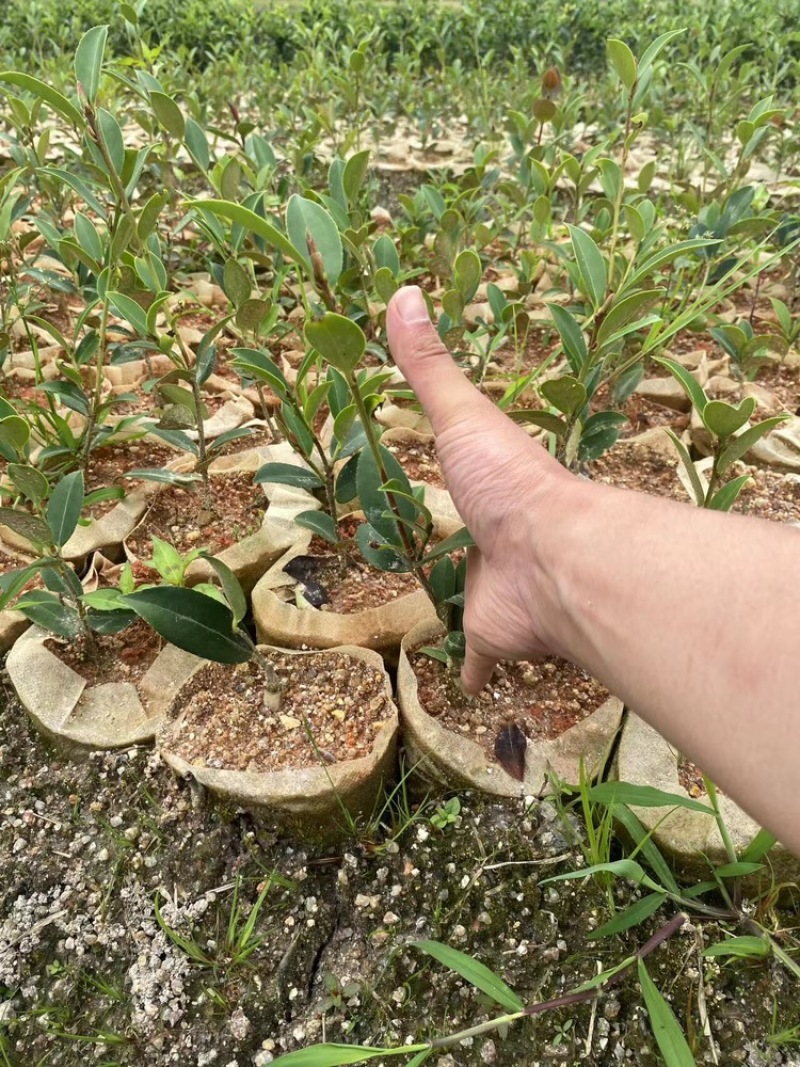 湖南湘林长林油茶苗，货量充足，品质保证，可视频看货