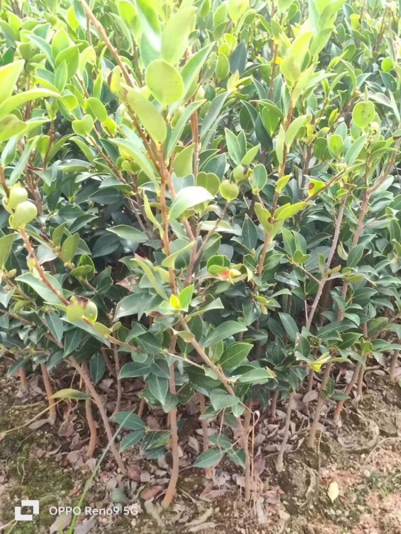 湖南湘林长林油茶苗，货量充足，品质保证，可视频看货