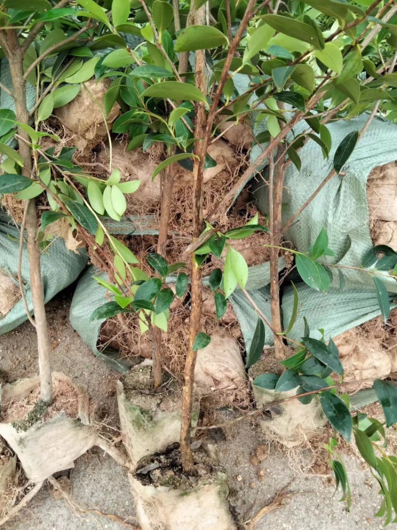 湖南湘林长林油茶苗，货量充足，品质保证，可视频看货