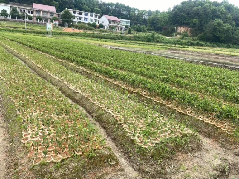 湖南湘林长林油茶苗，货量充足，品质保证，可视频看货