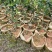 湖南湘林长林油茶苗，货量充足，品质保证，可视频看货