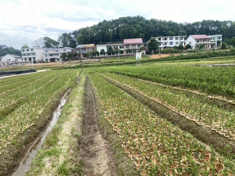 湖南湘林长林油茶苗，货量充足，品质保证，可视频看货