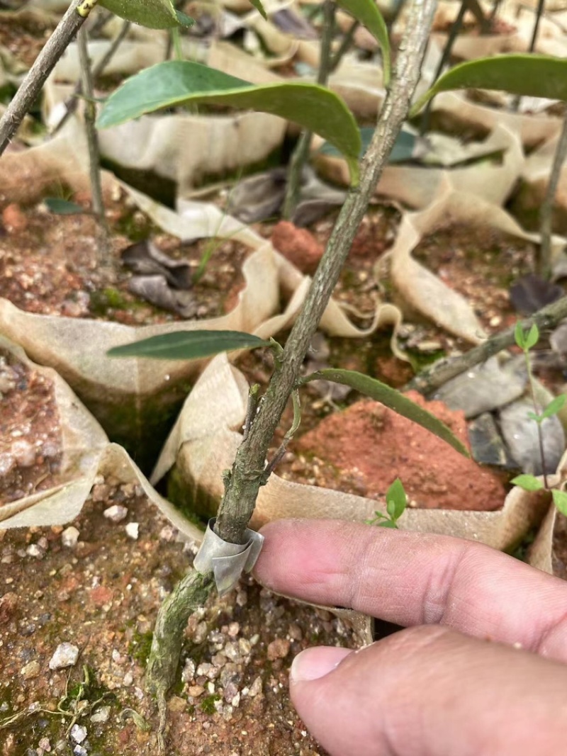 湖南湘林长林油茶苗，货量充足，品质保证，可视频看货